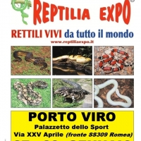REPTILIA EXPO: l'affascinante mondo dei rettili al Palazzetto dello Sport di Porto Viro