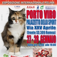 I GATTI PIU' BELLI DEL MONDO al Palazzetto dello Sport di PORTO VIRO (Rovigo) - Esposizione Internazionale Felina