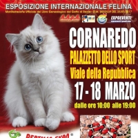 I GATTI PIU' BELLI DEL MONDO al Palazzetto dello Sport di CORNAREDO (Milano) - Esposizione Internazionale Felina