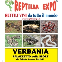 L'affascinante mondo dei rettili  in mostra al Palazzetto dello Sport di VERBANIA