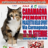 I GATTI PIU' BELLI DEL MONDO - Esposizione Internazionale Felina - a CARAMAGNA PIEMONTE