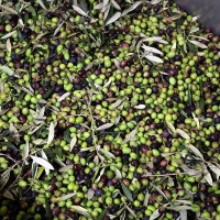 Al via la raccolta delle olive: buone previsioni per la terra d’Arezzo