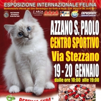 I Gatti Più Belli del Mondo in passerella al Centro Sportivo di Azzano San Paolo - Bergamo