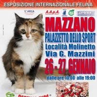 I Gatti Più Belli del Mondo in passerella al Palasport di Mazzano (Brescia)