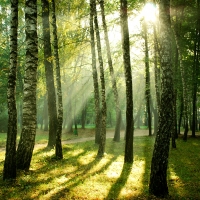 Legno da foreste certificate: una risposta eco per l'arredo