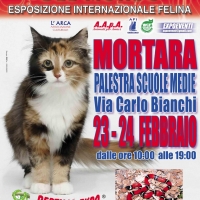 I Gatti Più Belli del Mondo in passerella a Mortara (Pavia)