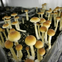 Denver, in Colorado, legalizza i funghi allucinogeni