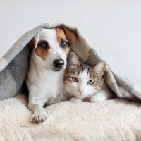 Cani e gatti: 1,7 milioni di italiani hanno assicurato il proprio amico a 4 zampe