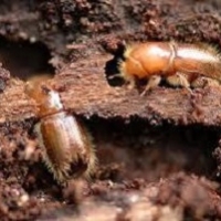 Bostrico Tipografo: il piccolo scarabeo mangia foreste