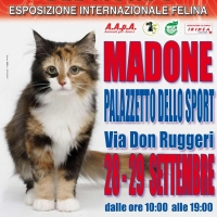 I Gatti Più Belli del Mondo, per la prima volta, al Palazzetto dello Sport di Madone (Bergamo)