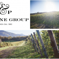 Un’ottima annata per F&P Wine Group: la vendemmia 2019 si preannuncia perfetta