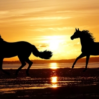 Come poter trovare cavalli in vendita online grazie a www.horseweb.com