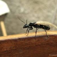 Estate: è tempo di invasione delle formiche alate