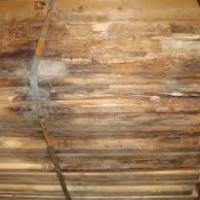 Il legno e il suo deterioramento: l’azione “estetica” dei funghi cromogeni