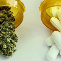 Il passaggio dalla marijuana all’abuso di farmaci