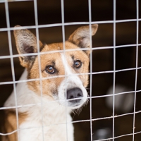 Cani: oltre 117 mila quelli restituiti dopo la pandemia
