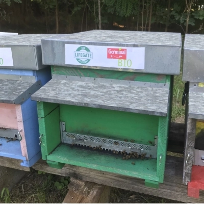 Più api in città: Germinal Bio conferma il sostegno al progetto “Bee my Future” di LifeGate
