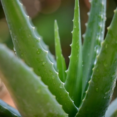 I Benefici dell'Aloe Vera per la Salute: Una Panoramica Completa