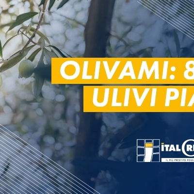 Prosegue con successo l'iniziativa Olivami: 85 nuovi ulivi piantati nel primo semestre del 2024