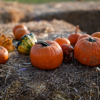 A settembre il Campo delle Zucche di Agricola delle Meraviglie di Steflor