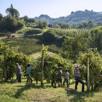 Vendemmia 2024: sfide climatiche e prospettive per il Consorzio Asolo Prosecco