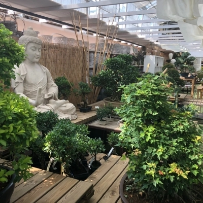 La Mostra dei Bonsai di Steflor