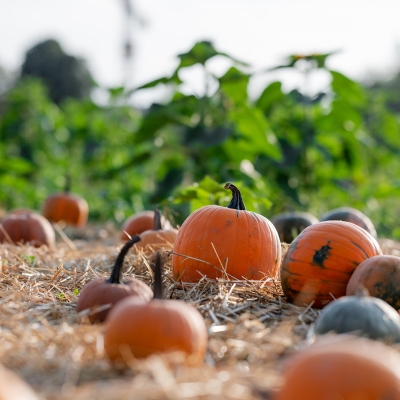 Il campo delle zucche di Steflor pronto per l'inaugurazione