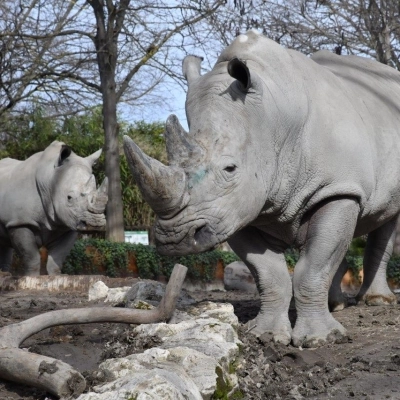 Una domenica da rinoceronti al Bioparco il 22 settembre 