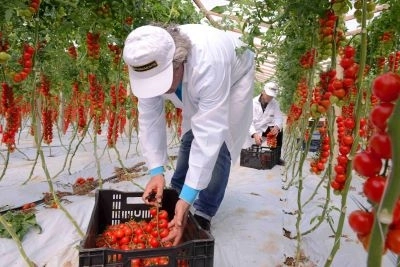 Il raccolto di fine stagione del pomodoro ciliegino Agromonte, che evidenzia un   +35% della materia prima proveniente da terreni di proprietà