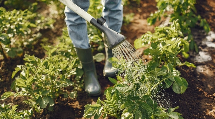 Prendersi cura del giardino in estate: I migliori strumenti per lavorare con precisione e facilità