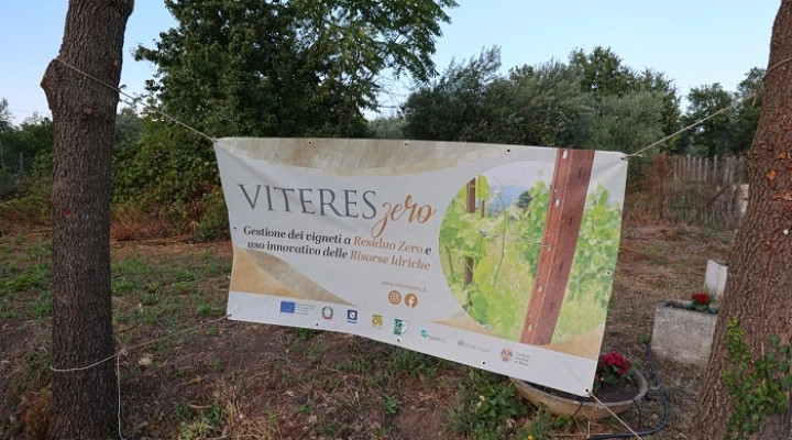 ViteresZero, come affrontare il problema della Peronospora in Italia e aiutare i viticoltori in difficoltà