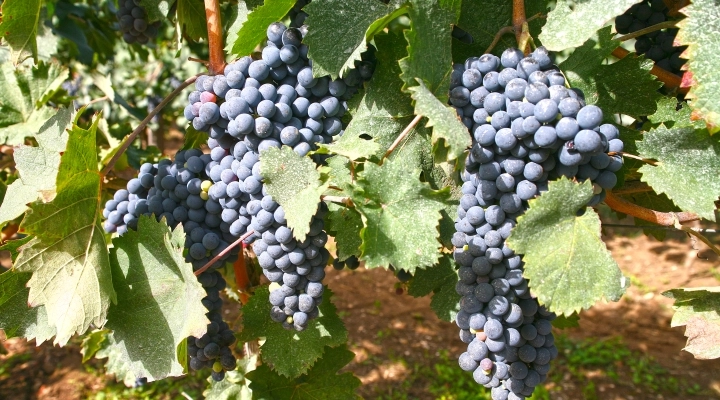 Nasce OroRe Nero, il Pallagrello Nero Igt della rinata Vigna della Reggia di Caserta