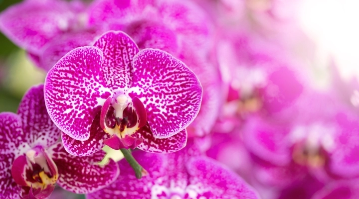 Mostra delle Orchidee da Steflor