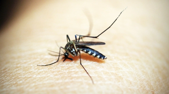 Zanzare e rischio di diffusione della Dengue
