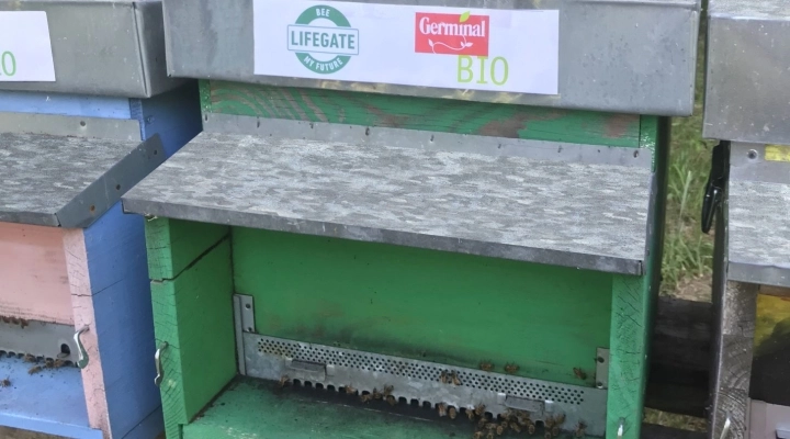 Più api in città: Germinal Bio conferma il sostegno al progetto “Bee my Future” di LifeGate