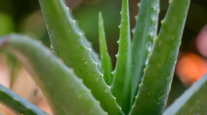 I Benefici dell'Aloe Vera per la Salute: Una Panoramica Completa