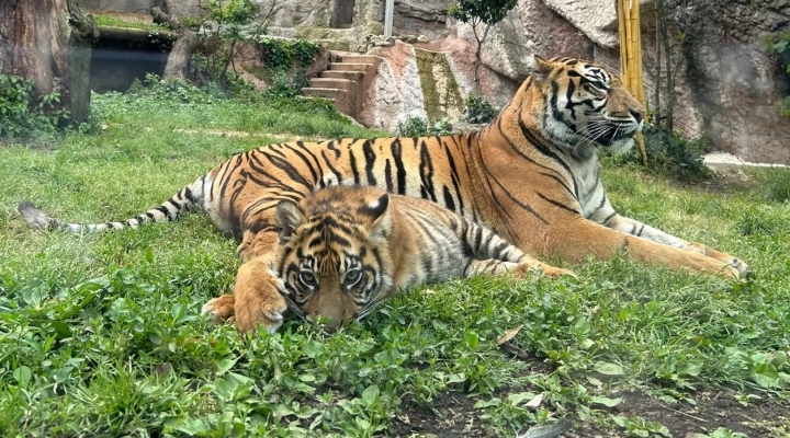 Domenica 28 luglio al Bioparco giornata dedicata alla Tigre