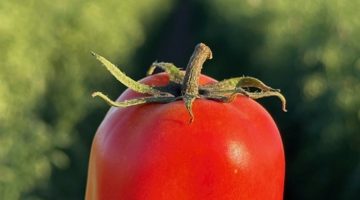 San Marzano Dop,ancora presto per parlare di rese, ma la qualità sarà altissima