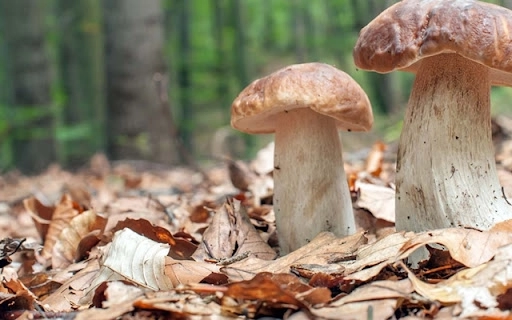 Alla 26° Sagra del Fungo Porcino di Castelpagano arrivano le streghe e il maialino ‘nero a metà’.