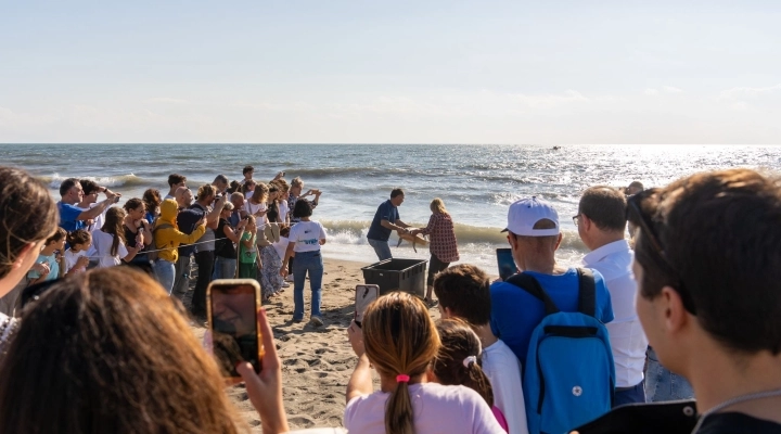 SALVATE E LIBERATE DUE TARTARUGHE CARETTA CARETTA 